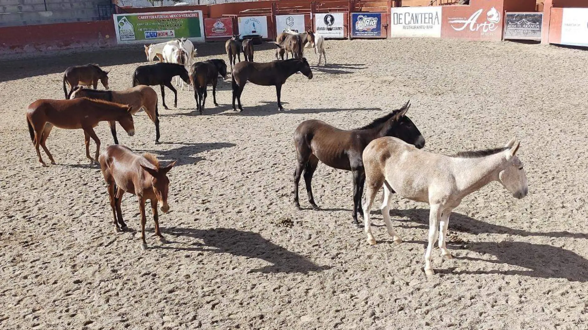 Realizan en Tlaxcala acciones de conservación del burro y/o asno